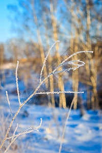 冬季冰霜覆盖各处的冬天植物天空宏观季节场景温度水晶森林阳光白色图片