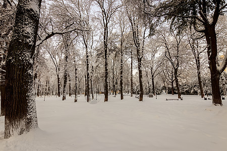 冬季公园的树木被雪覆盖场景长椅人行道蓝色天气太阳小路晴天季节风景图片