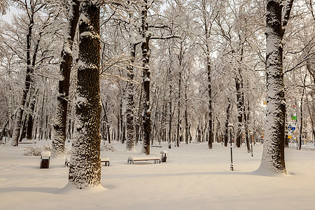 冬季公园的树木被雪覆盖长椅晴天季节人行道太阳场景天气小路蓝色风景图片