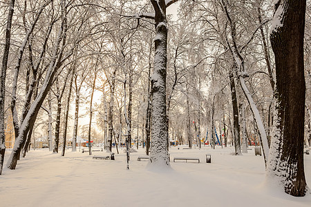 冬季公园的树木被雪覆盖人行道长椅场景小路天气风景蓝色季节晴天阳光图片