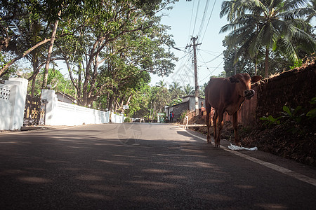 牛在路上行走绿色村庄道路消失摄影动物标记奶牛家畜家牛图片