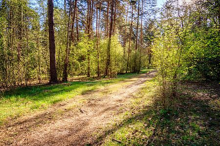 春松林的阳光 有足迹和草原植物树木叶子公园日落小路横梁阴影森林人行道图片