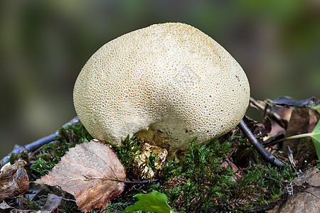 共同地球球真菌摄影生长菌类蘑菇季节马勃乡村林地苔藓食用菌图片