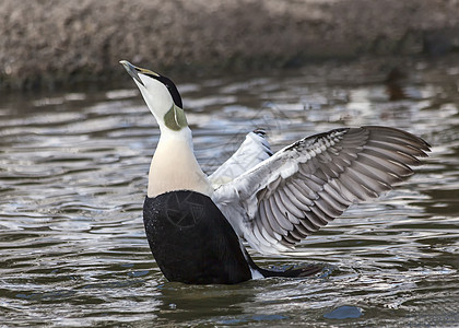 Eider duck 普通海鸟鸭绒航班飞行游泳翅膀账单鸭子地面枕头运动图片