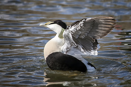 Eider duck 普通海鸟枕头海岸鸭绒飞行运动游泳航班动物水禽羽毛图片