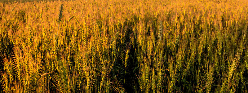 日落时金黑麦或小麦田的背景场景粮食食物谷物农村阳光收成绿色生长晴天图片