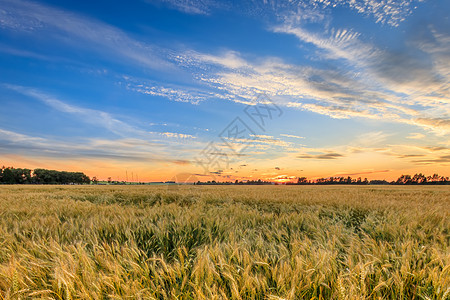 与黑麦一同在田地上闪耀阳光粮食食物戏剧性晴天天空地平线光束季节场景图片