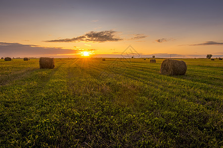夏天晚上的日落时 田野里有干草堆农场国家阳光稻草风景场景日出农村食物蓝色图片