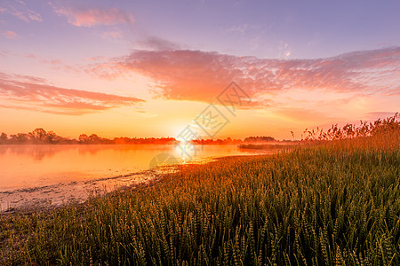 春或夏初的清晨 美日光亮或者池塘或湖上黎明的景象橙子季节太阳场景沼泽天空日落阴霾阳光芦苇图片