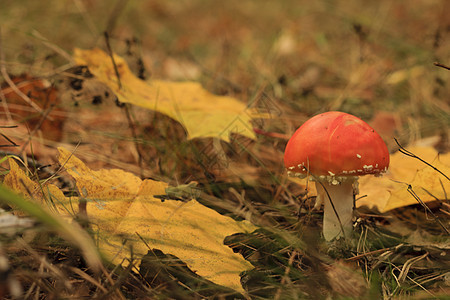 蘑菇和割断的叶子棕色黄色褪色橙子金子森林红色地球树叶图片