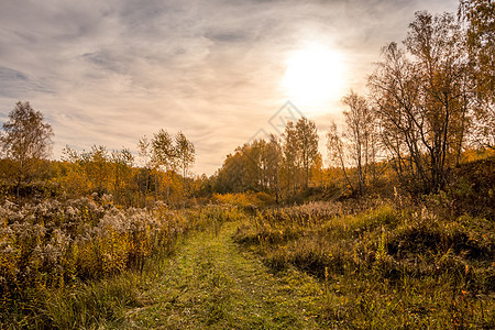 日落的景象在金色秋天有草和树木的田野上森林太阳黄色植物群桦木绿色紫色阳光荒野天空图片