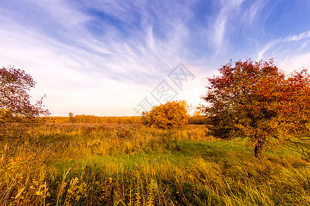 日落的景象在金色秋天有草和树木的田野上草地太阳紫色荒野植物群阳光黄色绿色桦木天空图片
