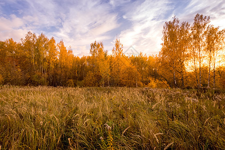 日落的景象在金色秋天有草和树木的田野上绿色森林紫色季节桦木阳光天空植物蓝色地平线图片