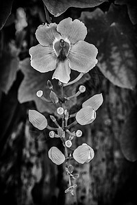 一朵兰花花热带兰花花瓣宏观植物群异国花园情调植物学花束图片