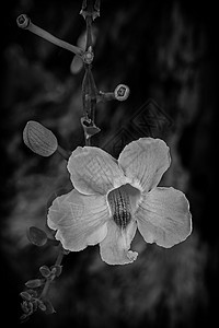 一朵兰花花植物花园花瓣异国兰花情调宏观植物学植物群热带图片