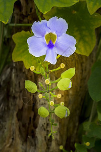蓝兰花花蓝色花瓣植物学异国情调兰花宏观花束美丽植物群图片