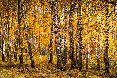 在阳光明媚的黄金秋天 伯奇森林树林季节公园木头树干黄色日落风景晴天叶子图片