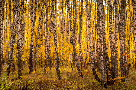 在阳光明媚的黄金秋天 伯奇森林白色黄色叶子木头场景树林植物太阳季节风景图片