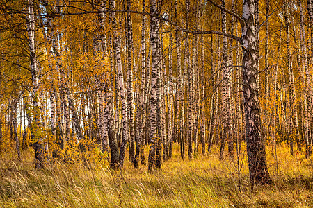 在阳光明媚的黄金秋天 伯奇森林太阳绿色晴天树干白色黄色木头植物环境树林图片