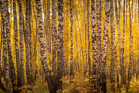 在阳光明媚的黄金秋天 伯奇森林木头白色场景树林晴天季节树干太阳植物叶子图片