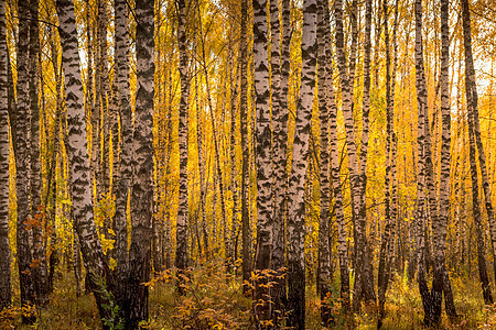 在阳光明媚的黄金秋天 伯奇森林太阳叶子木头树干绿色晴天植物环境风景公园图片