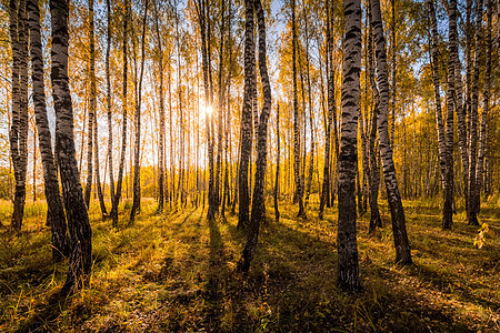 在阳光明媚的黄金秋天 伯奇森林树干季节太阳植物风景绿色环境树林木头黄色图片