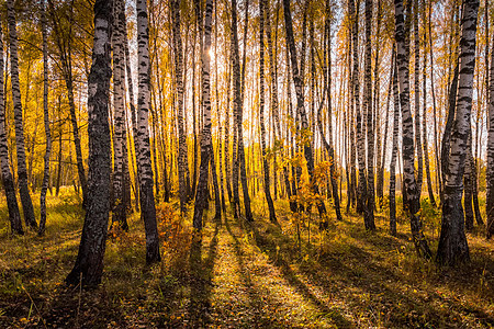 在阳光明媚的黄金秋天 伯奇森林风景叶子植物木头公园黄色树林环境季节晴天图片