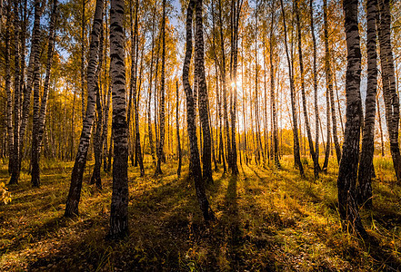 在阳光明媚的黄金秋天 伯奇森林日落季节树干晴天木头绿色公园植物叶子环境图片
