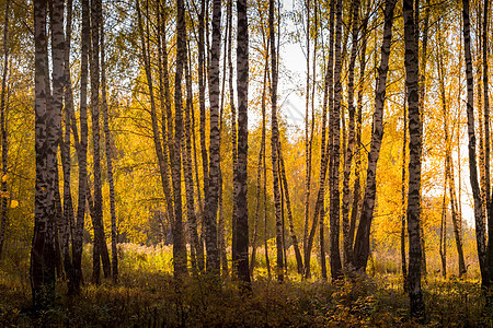 在阳光明媚的黄金秋天 伯奇森林日落场景环境白色季节黄色绿色树林叶子风景图片