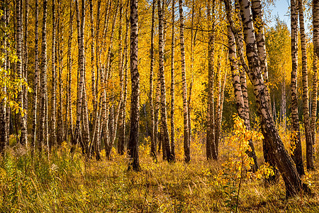 在阳光明媚的黄金秋天 伯奇森林晴天太阳白色叶子环境树干季节公园绿色日落图片