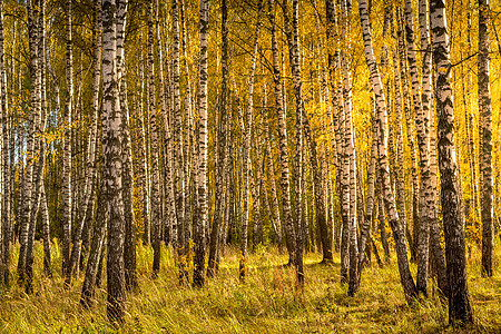 在阳光明媚的黄金秋天 伯奇森林太阳白色木头黄色绿色场景植物日落风景公园图片