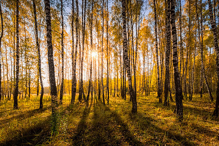 在阳光明媚的黄金秋天 伯奇森林绿色木头公园植物季节树林叶子白色树干场景图片