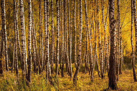 在阳光明媚的黄金秋天 伯奇森林木头季节白色树林太阳风景叶子环境日落植物图片