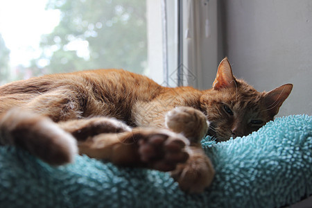 我的猫在阳光下在窗台上发冷并拍照婴儿尾巴毛皮卡通片乐趣犬类小猫插图宠物孩子图片