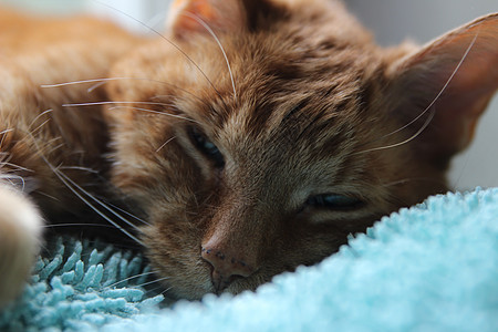 我的猫在阳光下在窗台上发冷并拍照爪子黑色卡通片小狗犬类朋友睡眠婴儿白色小猫图片