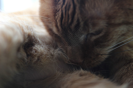 我的猫在阳光下在窗台上发冷并拍照宠物乐趣小狗贴纸姿势毛皮哺乳动物插图兽医犬类图片