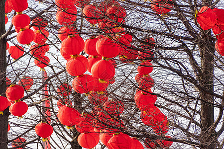 中国灯笼挂在树上宗教文化旅行装饰风格节日红色庆典图片