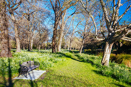 新西兰克赖斯特彻奇的阿万河树叶绿色花园温室水仙花栽培园艺气候长椅绿色植物图片
