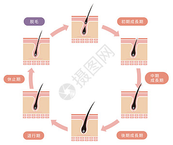 正常的头发周期它制作图案损失卫生皮肤保健卵泡药品灯泡脱发健康真皮图片