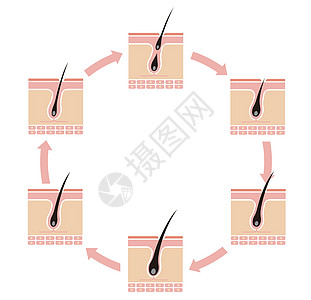 正常的头发周期它制作图案雄激素皮肤保健灯泡休止期化期插图真皮解剖学卵泡图片