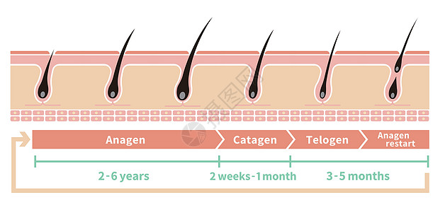 正常的头发周期它制作图案卫生解剖学灯泡真皮载体生长乳突卵泡皮肤损失图片