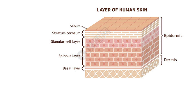 它制作图案的人类皮肤层图表保健插图过敏科学角质层绘画器官载体信息图片