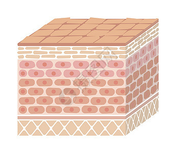 它制作图案损坏的皮肤层绘画细胞水分表皮损害障碍插图卫生皮脂皮肤科图片