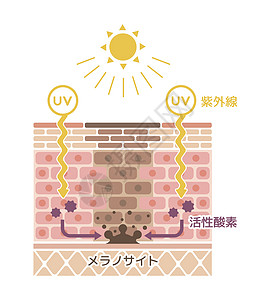 皮肤色素沉着皮肤斑点图案制作机制紫外线科学插图素沉着卫生粉刺老化图表治疗组织图片