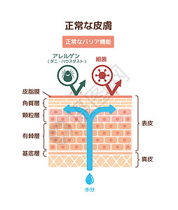 皮肤剖面图痛苦过敏原高清图片