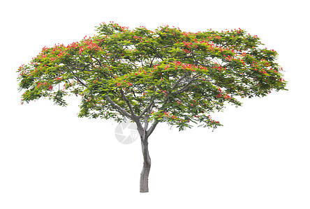 美丽的绿树树木生长树干森林环境生活生态绿色植物季节植物图片
