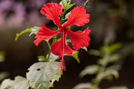 希比斯的花朵盛开 有5个红花瓣图片