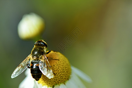 虫 也叫花苍蝇或水藻苍蝇 组成昆虫家族Syrphidae宏观动物群漏洞花园花蜜双翅目花粉野生动物叶子橙子图片