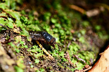丽蝇 丽蝇科 的宏指令 选择性焦点 浅景深蓝色漏洞翅膀死亡野生动物害虫绿头驱虫剂植物群动物图片