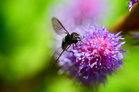 虫 也叫花苍蝇或水藻苍蝇 组成昆虫家族Syrphidae动物植物群宏观翅膀生物学荒野叶子花园漏洞条纹图片